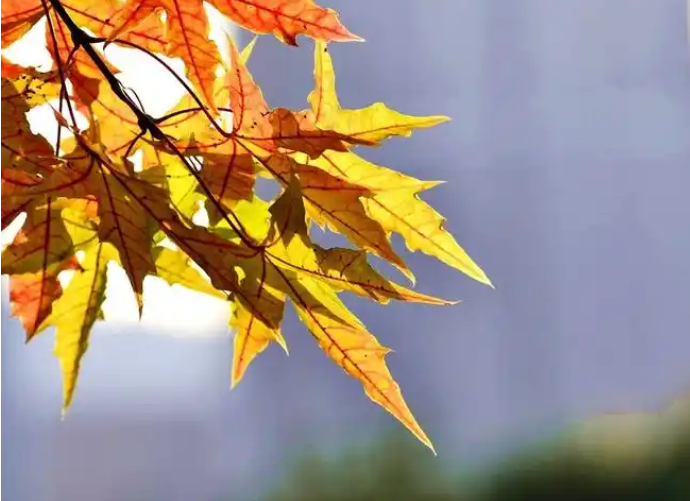 QQ20241123-194931.png